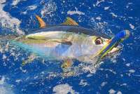 Tuna!