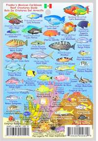 Mexican-Caribbean Fish Card - Front Side