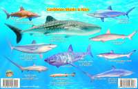 Check out some of our Caribbean Sharks & Rays