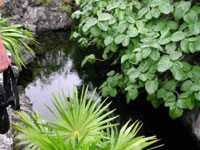 Fresh water 'Cenote'