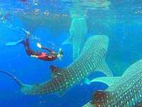 You Will Be Amazed at These MAssive Whale Sharks!