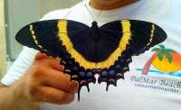 Newly Hatched Swallowtail Butterfly - Beautiful!