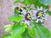 Julia Butterflies Use Passion Flowers as Hosts!