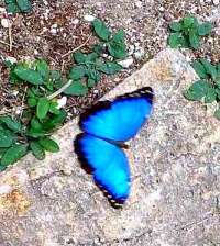 Blue Morpho's Are Just Stunningly Vibrant!