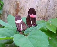 New Butterflies Will Be Arriving in the Future!