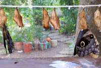 Newly Hatched Owl Butterlies at Patas y Alas!