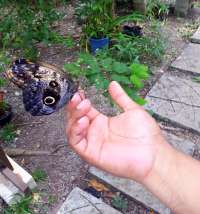 Releasing Newly Hatched Butterlies into Enclosure!