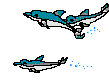Dolphin Discovery
