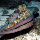 "Octopus" Copyright © Steve Lantz