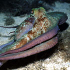 "Octopus" Copyright &copy; Steve Lantz