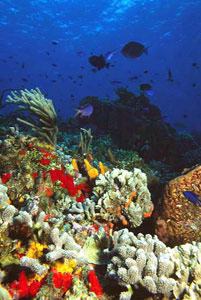 "Reef Scene" - Copyright &copy; Brian Lasenby