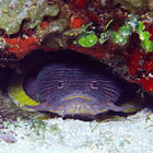 "Splendid Toadfish" - Copyright &copy; Brian Lasenby 